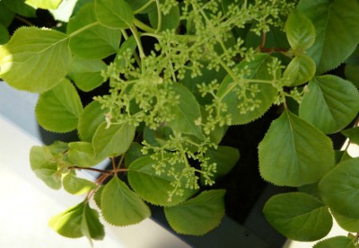Related Project: Flora Plants