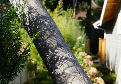 Related Project: Island Bed & Breakfast