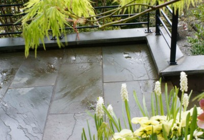 Related Project: Rain Forest Garden