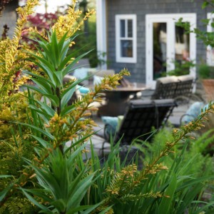 Flora Plants