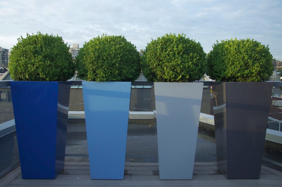 sculpted-boxwood-in-tall-planters.jpg